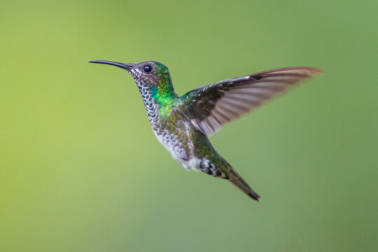 Colibr&iacute; Nuquiblanco, White-necked Jacobin, Florisuga Mellivora (female)