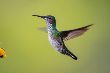 Colibrí Nuquiblanco, White-necked Jacobin, Florisuga Mellivora (female)