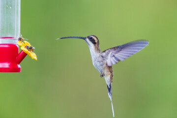 Ermitaño Gorgirrayado, Stripe-throated Hermit, Phaethornis striigularis