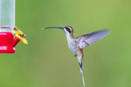 Ermita&ntilde;o Gorgirrayado, Stripe-throated Hermit, Phaethornis striigularis