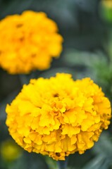 Flor de Cempasúchil 