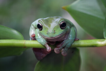Australian green tree frogs	