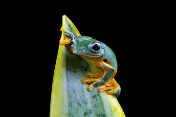 flying tree frog sitting on a branch, close-up of javan tree frogs, rhacophorus reinwardtii