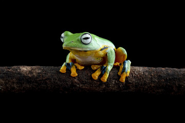 flying tree frog, Javan tree frog on branch, Rhacophorus reinwardtii