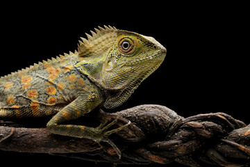 Forest dragon reptile on a branch, Gonocephalus chamaeleontinus, isolated on black
