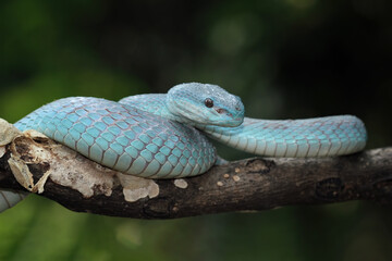 Blue viper snake close-up on branch,blue insularis,Trimeresurus Insularis