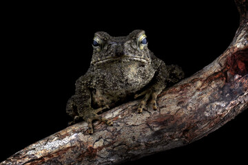 Asian giant toad isolated on black background, Phrynoidis asper on a branch