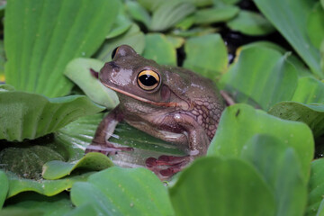 white-lipped frog camouflaged aquatic plant, frog side view