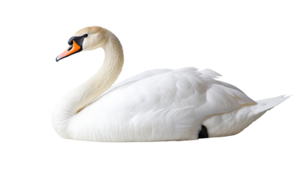 swan on a transparent background