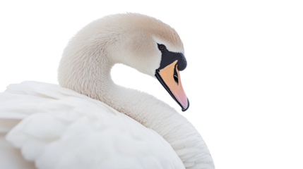 swan on a transparent background