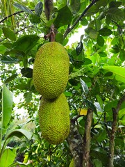 Close up of Jackfruit in the garden, preparing to harvest, Vinh Long town, Mekong Delta Vietnam.