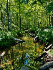 Fototapeta premium Lush Forest with River Reflecting Trees