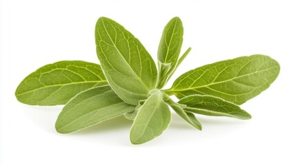 Obraz premium Sage Leaves Close-Up on White Generative AI