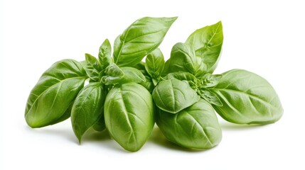 A basil plant with fresh green leaves on a white backdrop, highlighting the vibrant color and intricate details of the herb