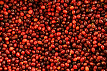 close up of fresh coffee beans for background                 