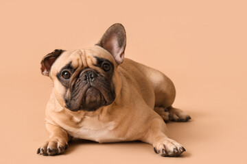 Fototapeta premium Cute French bulldog lying against brown background