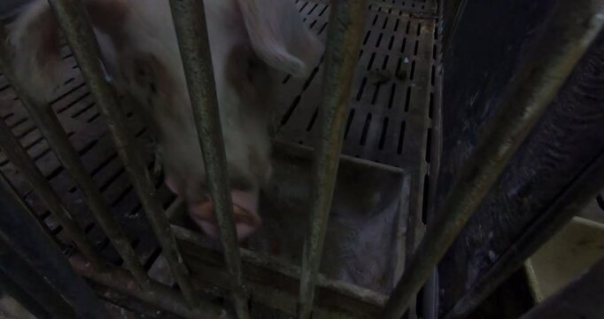 Large breeding pigs in a cage on a pig farm. A pig breeding farm in a livestock complex