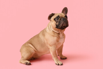Cute French bulldog sitting against pink background