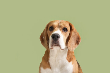 Cute Beagle dog on green background