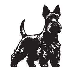 Scottish Terrier Dog  Standing Vector illustration black and white
