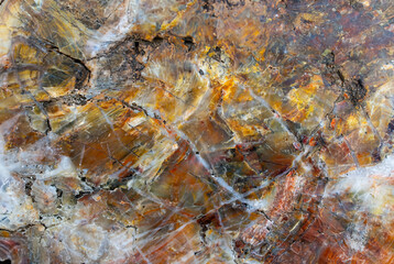 Detailed macro shot of vibrant petrified wood showcasing natural patterns, colors, and textures for backgrounds or designs