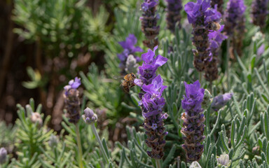Flores de lavanda siendo polinizadas por unas abejas