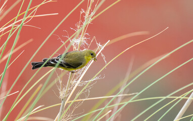 Un ave amarilla sobre pasto seco con un fondo naranja © David