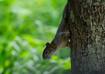 Ardilla bajando de un pino 