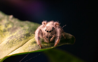 Una araña blanca saltarina sobre una hoja 