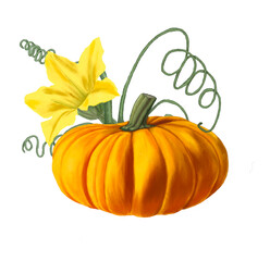 pumpkin on white background, Pumpkin, pumpkin and pumpkin flower, illustration; pencil drawing, transparent background, autumn, autumn harvest