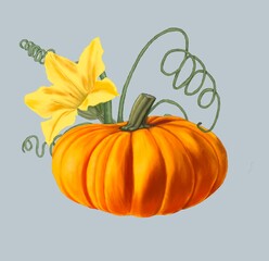 Pumpkin, juicy pumpkin, pumpkin flower, illustration, pencil drawing, pumpkin composition, autumn, harvest, Halloween, October, November