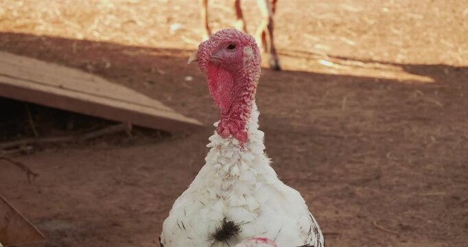 A white turkey with black speckles on its feathers stands in a dirty farmyard looking around. Close-up of a cute turkey looking around. Funny turkey close-up in a barnyard.