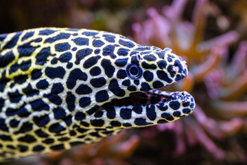Gymnothorax favagineus, The laced moray is a large moray, max length of 3 metres