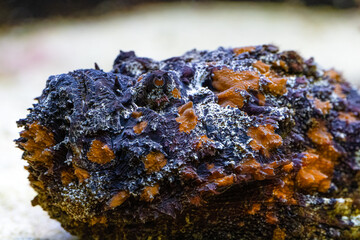 Synanceia verrucosa, the reef stonefish or simply stonefish, is venomous fish