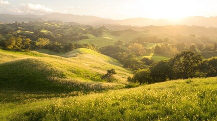 Fototapeta premium Tranquil Autumn Scene: Rolling Hills Bathed in Golden Leaves at Sunset