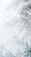 Frost covered evergreen branches on a winter