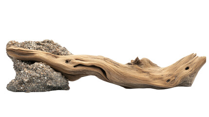driftwood log on transparent background