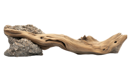 driftwood log on transparent background