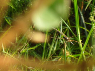 dragonfly on grass