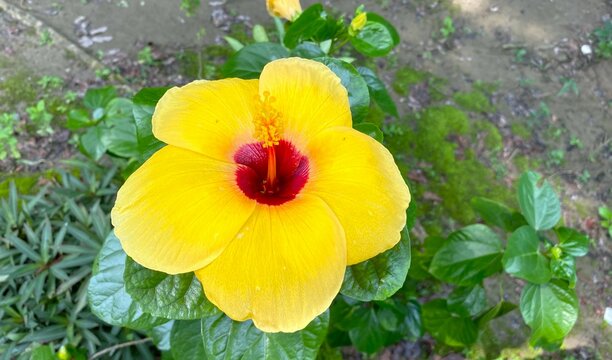 Yellow colour Jaba, hibiscus flowers, A stunning yellow jaba flower is blooming in the garden, flowers of bangladesh