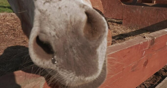 A donkey waits patiently by a wooden fence, wrinkling its nose in anticipation of a tasty treat. A friendly donkey shows off its curiosity in its enclosure at a petting zoo.