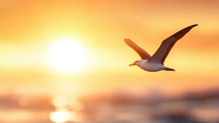 Seagull in Flight Against Sunset Background