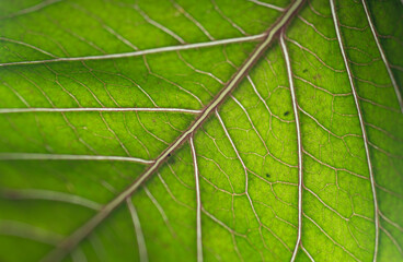 Green leaf texture, close up of green leaf with veins and pattern