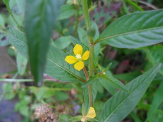 endemic flowers of west borneo, Indonesia