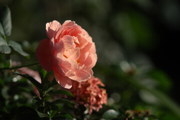 Peach garden rose close up during golden hour in the morning, with natural dark background
