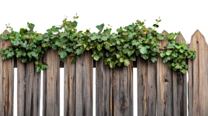 wooden fence overgrown with leaves on a transparent background