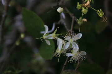 Naklejka premium Pure White Blossom in Bloom