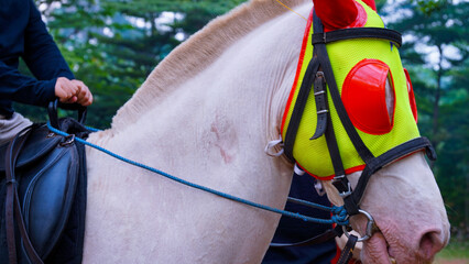 side view of a white horse, a white horse with a protective mask seen from the side.