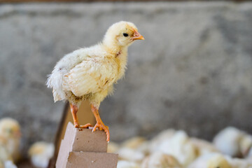 Healthy chickens on the farm