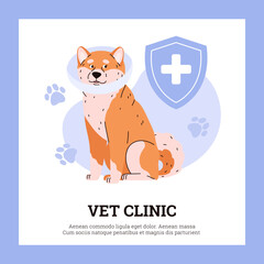 Vector poster Akita Inu in a protective collar on the background of dog paw prints